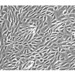 人肾上皮细胞（HREpiC）- 相差显微镜，200倍。