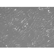 人胃成纤维细胞（HGF）- 浮雕相差显微镜图像，200×