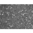 人胃成纤维细胞（HGF）- 相差显微镜图像，100×

