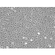 人脐动脉内皮细胞（HUAEC）- 相差显微镜，100×
