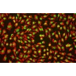 人脐静脉内皮细胞（HUVEC）- vWF 免疫荧光染色（Sigma-Aldrich，产品编号：F3520），200×