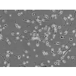 人脑干神经元（HN-bs）- 相差显微镜，200×