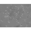 人脑干神经元（HN-bs）- 浮雕相差显微镜，400×
