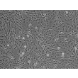 人脑血管周细胞（HBVP）- 相差显微镜，100×
