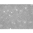 人膀胱微血管内皮细胞（HBdMEC）- 相差显微镜，200×