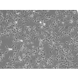 人虹膜成纤维细胞（HIrF）- 相差显微镜，100×
