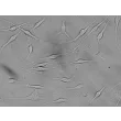 人表皮黑色素细胞-浅色型（HEM-l）- 浮雕对比显微镜，400x。