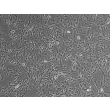 人软脑膜周细胞（HLP）– 相差显微镜，100×
