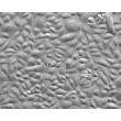 人食管上皮细胞（HEEpiC）- 浮雕相差显微镜图像，200×
