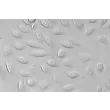 人食管内皮细胞（HEEC）- 浮雕相差显微镜图像，400×.
