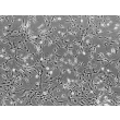 大鼠唾液腺成纤维细胞（RSGF）——相差显微镜，100×
