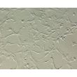 大鼠垂体细胞（RPC）- 浮雕相差（Relief Contrast），200×
