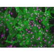 大鼠脑血管周细胞（RBVP）—— α-SMA免疫染色图像，200×
