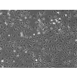 大鼠骨髓间充质干细胞（RMSC-bm）– 相差显微镜，100×
