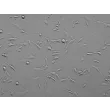 大鼠骨髓间充质干细胞（RMSC-bm）– 浮雕对比，200×
