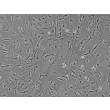 成人源心脏成纤维细胞（HCF-a）- 相差显微镜，100×