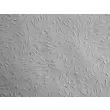 成人源心脏成纤维细胞（HCF-a）- 凸显衬度，100×
