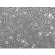 成年大鼠肝星状细胞（RHSteC-a）– 相差显微镜，100×
