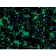小鼠中缝核神经元（MN-r）– MAP2 免疫染色，100×

