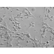 小鼠中缝核神经元（MN-r）– 浮雕对比，400×
