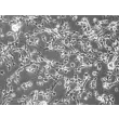 小鼠中缝核神经元（MN-r）– 相差显微镜，200×

