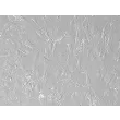 小鼠淋巴成纤维细胞（MLF）——浮雕相差显微镜下，200×

