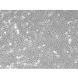 小鼠肾近端小管上皮细胞（MRPTEpiC）——相差显微镜下，100×