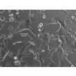 Renal tubule formation after 48 hours post seeding