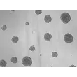 At days 7, 3D chondrocyte spheroid taken at 100X magnification.
