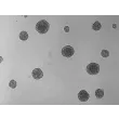 At days 3, 3D chondrocyte spheroid taken at 100X magnification.
