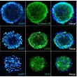 Human Cortical Spheroids at Day 7