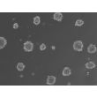 3D hepatic stellate cell spheroids at day 2