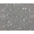 Phase Contrast Caption: Bovine Astrocytes (BA)- Phase Contrast, 100x
