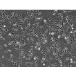 Bovine Dermal Fibroblasts (BDF)-Phase contrast, 100x
