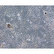 Bovine Iris Pigment Epithelial Cells (BIPEpiC)-Phase Contrast, 100X