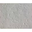 Bovine Meningeal Cells (BMC)-Relief Contrast, 200X