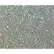 Bovine Meningeal Cells (BMC)-Phase Contrast, 100X