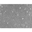 小鼠星形胶质细胞（MA）— 相差显微镜图像，200×