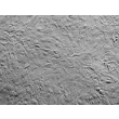 小鼠星形胶质细胞（MA）— 浮雕相差（Relief Contrast）图像，200×
