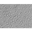 骨髓来源小鼠巨噬细胞（MMa-bm）——浮雕相差，400×
