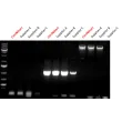 Fig 2. Superior performance with ScienCell’s CitriNStart Taq PCR_Master Mix. PCR reactions were performed per the supplier’s recommendations.
