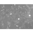Day 1 100X