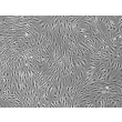 Day 3 100X