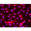 HiPSC-Derived Endothelial Cells (HiPSC-EC) -
Immunostaining for vWF, 200x
