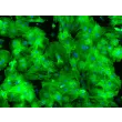 HPSC-Derived Cardiomyocytes (H9-CM) – Immunostaining for Tropomyosin, 200x
