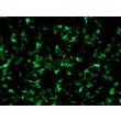 GFP expression in HEK293T cells transfected with the HRE GFP Reporter Vector after pathway activation (100x)
