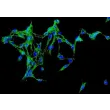 Human Adrenal Fibroblasts (HAdF) - Immunostaining for Fibronectin, 200x.
