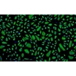 Human Amniotic Epithelial Cells (HAmEpiC) - Immunostaining for CK-19, 100x..
