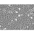 Human Amniotic Mesenchymal Stromal Cells (HAMSC) - Phase contrast, 200x.
