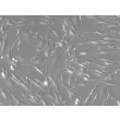 Human Aortic Adventitia Fibroblasts (HAAF) - Relief contrast, 200x.